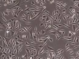 SK-MEL-103 Human Melanoma Cell Line