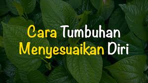 Bagian mana dari tumbuhan yang paling sensitif terhadap rangsang sentuhan? 10 Contoh Cara Tumbuhan Menyesuaikan Diri Freedomsiana