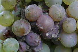 Image result for Botrytis cinerea