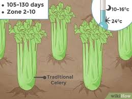 Cara menanam daun seledri yang pertama adalah dengan memiliki bibit seledri yang bagus. 4 Cara Untuk Menanam Seledri Wikihow