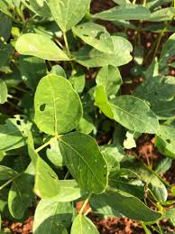 Image result for Vigna subterranea