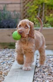 It is one of several varieties of spaniel and is the foundation o. 5 Good Reasons To Have A Puppy Perfect Cocker Spaniel
