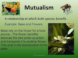 Maybe you would like to learn more about one of these? Symbiosis And Symbiotic Relationships 2014 Happy Edugator A