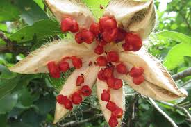 Image result for Xymalos monospora