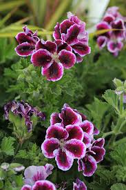 Image result for Pelargonium