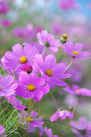 Taka Clip Cosmos Flowers Amazing Flowers Beautiful Flowers
