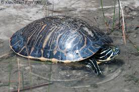 Image result for Pseudechinolaena