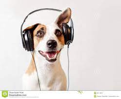 3 101 Animals Listening Photos Free Royalty Free Stock Photos From Dreamstime