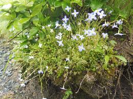 Image result for Cliffortia serpyllifolia