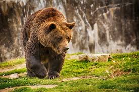 76 bear wallpapers images in full hd, 2k and 4k sizes. Bear Backgrounds 1080p 2k 4k 5k Hd Wallpapers Free Download Wallpaper Flare
