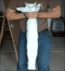 2 Some Of My Favourite Cat Gifs Imgur Long Cat Cats And Kittens Cats
