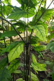 Image result for Dorstenia psilurus