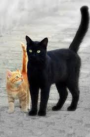 Black And Red Cat Why Are We Stopping What Is It Do You See Something Pretty Cats Cute Cats Cats And Kittens