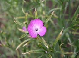 Maybe you would like to learn more about one of these? Flower Seeds A Z Fsh Flecke Saaten Handel