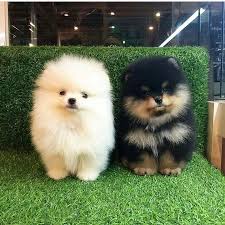 pin von trianke auf cute animals zwergspitz hundebabys hunde