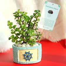 Jade plant show me the money plant. Send Fortuner Jade Plant Online Price Rs 449 Floweraura