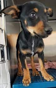 Jun 02, 2021 · as striking as it is adorable, the tricolor coat pattern is one of the most common color schemes in dogs. Pin On Animals In Need Of Home