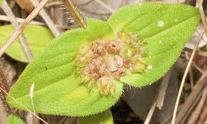 Image result for Richardia scabra