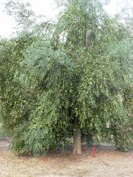 Moving olive trees indoors for winter. Growing Olives In Southeast Queensland Fruit Tree Lane