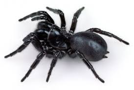 Araña de embudo australiana (migalomorphae)familia: Funnel Web Spiders The Australian Museum