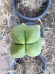 Image result for Erythroxylum platycladum