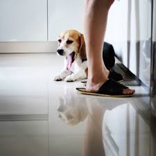 媽咪的老跟班 米格魯 beagle 狗 dog 寵物 pet pets instagram posts instagram high chair