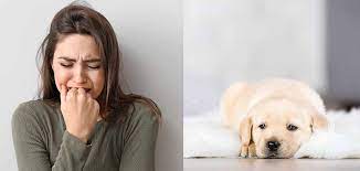 One of a dog's natural. How To Fix Puppy Potty Training Regression Problems