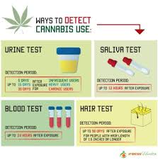 How long does weed last? How Long Does Cannabis Stay In Your System Cannasos