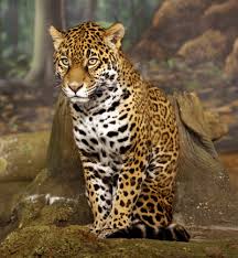 Jul 02, 2021 · millones de hinchas siguen los emocionantes partidos de la copa américa y del euro 2020, tanto en los estadios como frente a las pantallas. Jaguar Wiki Reino Animalia Fandom