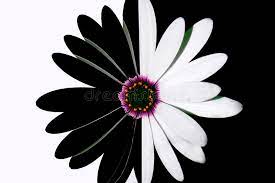 Fotografia in bianco e nero, fotografia ritratti, rose nere, fiori . Fiore In Bianco E Nero Immagine Stock Immagine Di Fioritura 10776899
