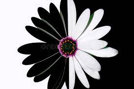 Contatta la tua biblioteca prima di raggiungerla, per verificare le modalita' di consegna. Fiore In Bianco E Nero Immagine Stock Immagine Di Fioritura 10776899