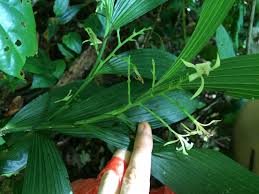 Image result for Corymborkis