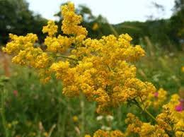 Like any fashion, it doesn't last long. Citate Din Noaptea De Sanziene De Mircea Eliade