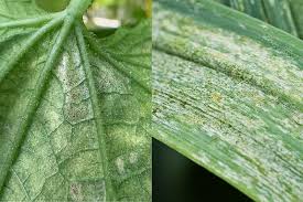 Image result for thrips damage on cucumber