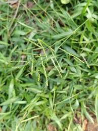 Image result for Urochloa