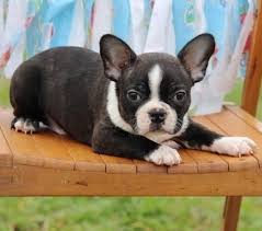 2.3 the family puppy of genesee valley center; Cheap Boston Terrier Puppies For Sale Usa Uk Canada Australia