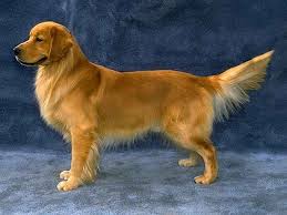Golden retriever puppies for sale and dogs for adoption in wisconsin, wi. Golden Retriever Dogs Golden Retriever Dogs Golden Retriever Dog Friends