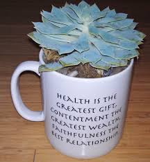 Succulent Dish Garden Terrarium Quote Garden Do Not Dwell In The Past Do Not Dream Of The Future Concentrate Dish Garden Garden Terrarium Garden Inspiration
