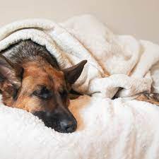 Why Does My Dog Sleep So Much