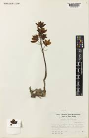 Image result for Eulophia sp. nov.