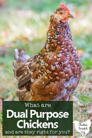 We did not find results for: Dual Purpose Chickens Egg Breeds Or Meat Chickens Which Is Best