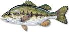 Largemouth Bass - Take Me Fishing