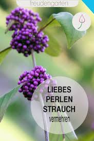 Schonfrucht Durch Stecklinge Steckholzer Oder Aussaat Vermehren Straucher Garten Pflanzen Stecklinge