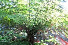 Image result for Cyathea capensis
