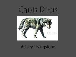 We will be discussing this bands entire catalog, in celebration of the june 19th release of thei. Canis Dirus Ashley Livingstone They Lived During The Ice Age And Pleistocene Appeared In Eurasia Ppt Download