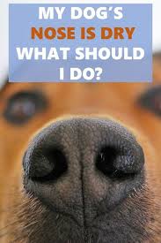 My Dog S Nose Is Dry What Should I Do Dog Nose Dog Nose Remedy Dog Sneezing