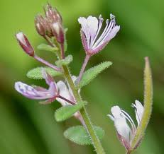 Image result for Cleome macrophylla