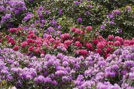 The Wild Garden At Sheringham Park Nt Just Check Out The Sea Of Colour With The Rhododendrons In Full Bloo Gardens Of The World Garden Design Woodland Garden