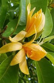 Image result for Magnolia champaca