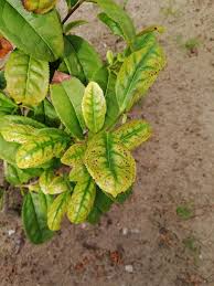 Sinensis) are used in traditional chinese medicines to cure asthma and coronary artery diseases. Problems With Camellia Sinensis Gardening Landscaping Stack Exchange